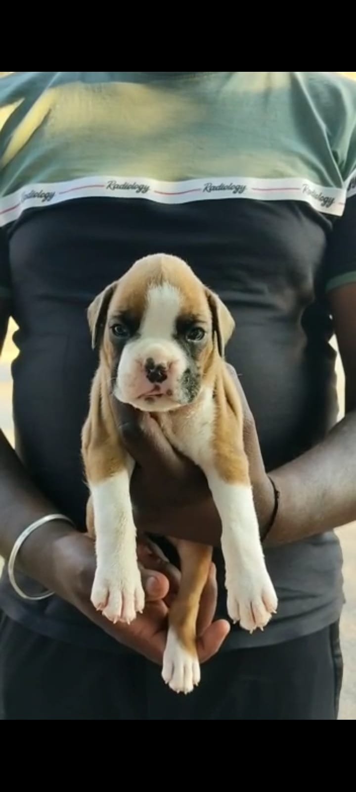 Buy Male Boxer Puppy from  India